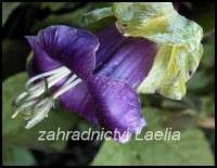 semena Cobaea scandens